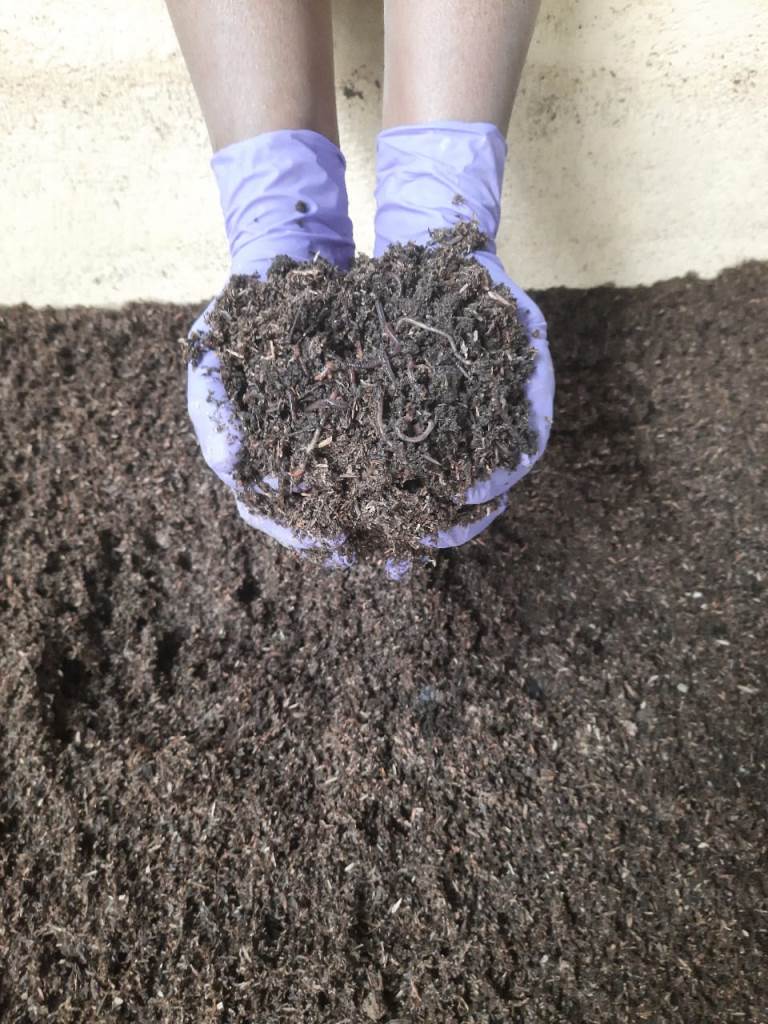 Vermicompost with C/N ratio of 25:1