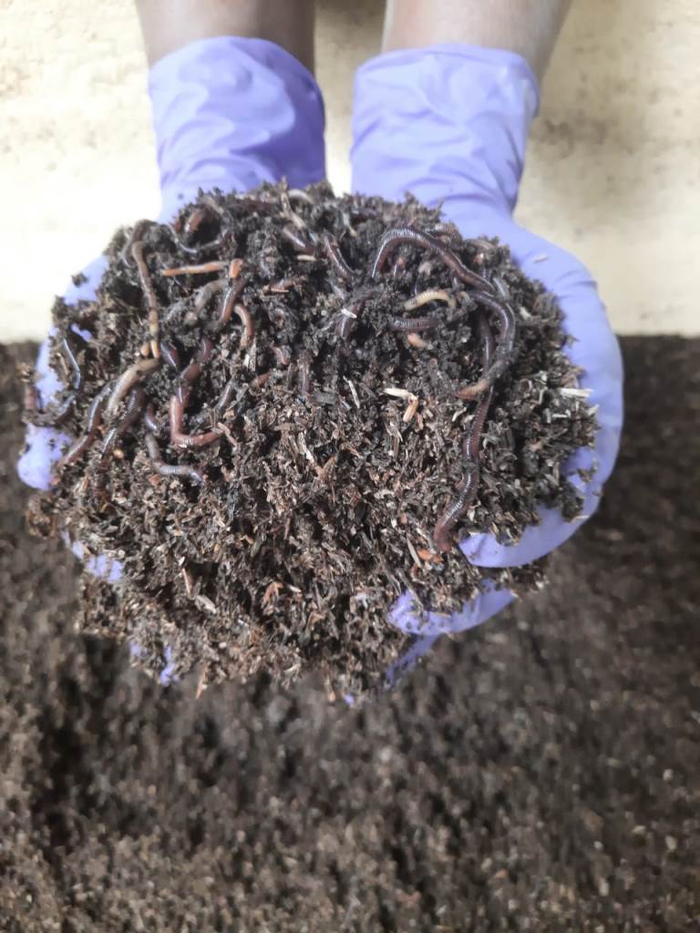 Vermicompost with C/N ratio of 35:1