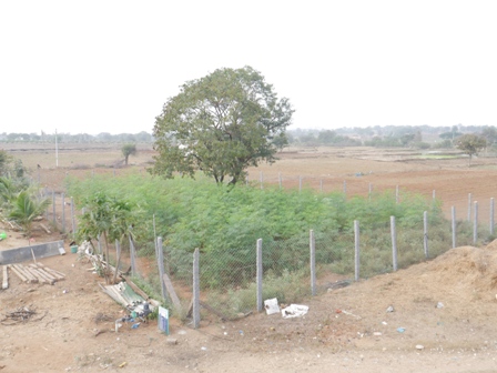 Integrated Moringa Farming with Backyard Poultry
